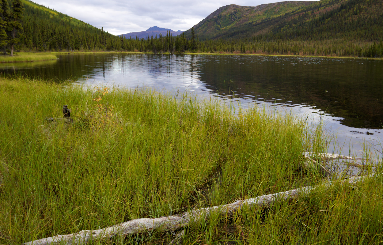 Top 3 Hiking Trails in Denali National Park