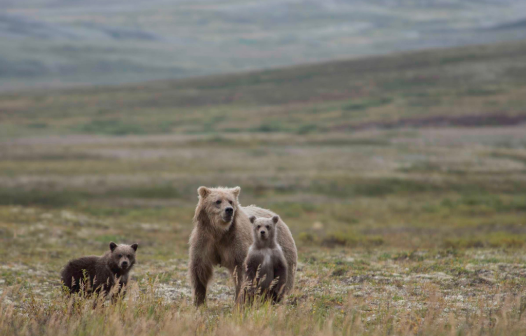 grizzly bears in denali national park