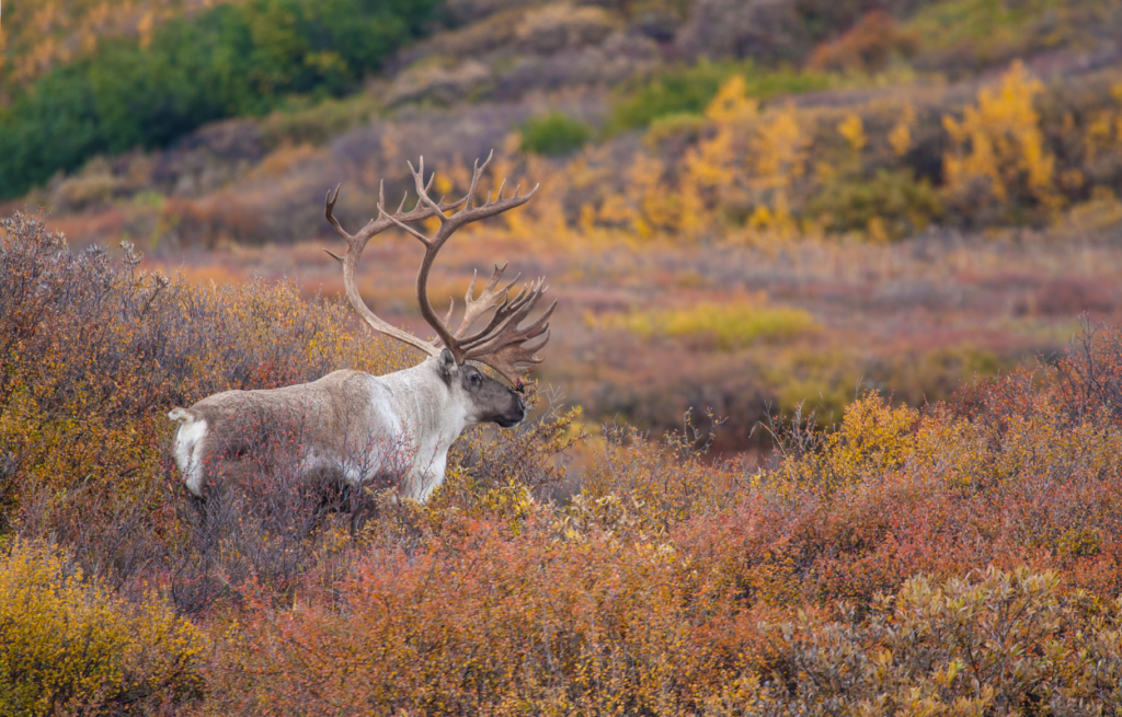 caribou in denali national park