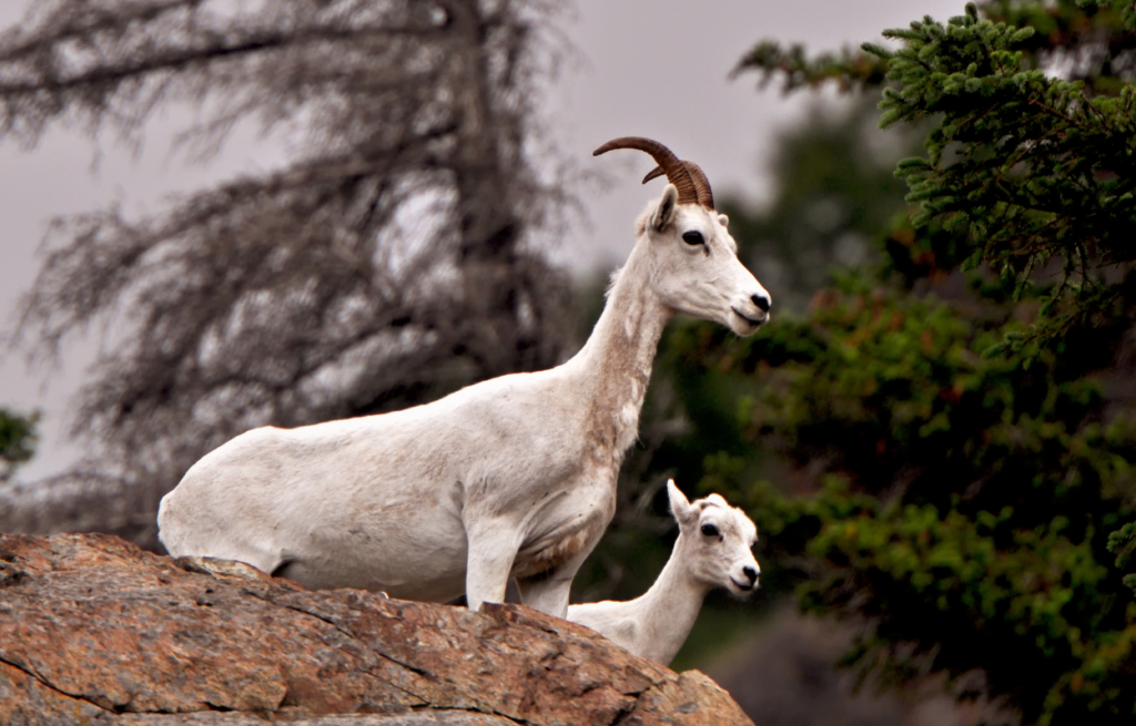 denali wildlife dall sheep