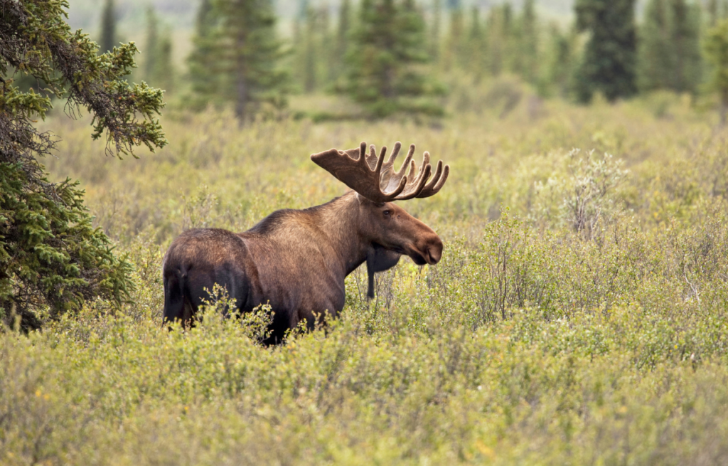 moose denali wildlife