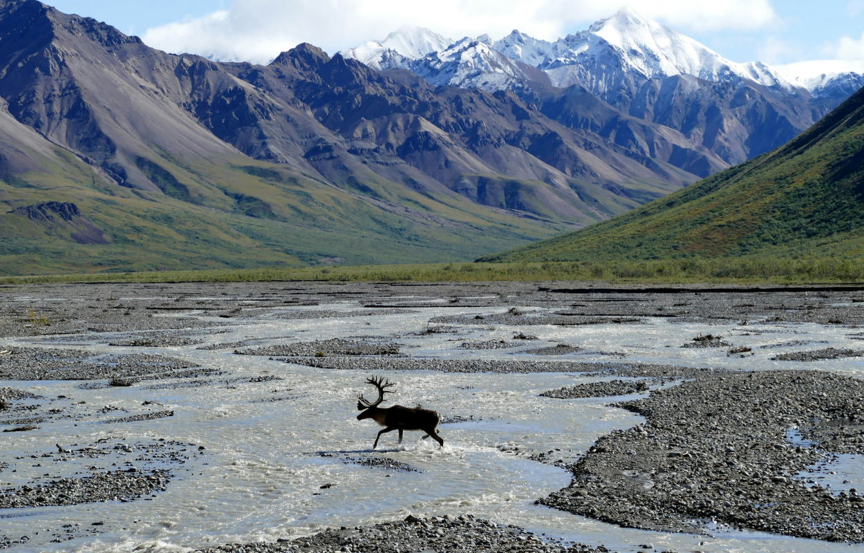 How Many Days Should You Spend in Denali National Park?